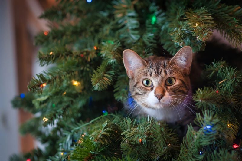 xtmmas cat in tree