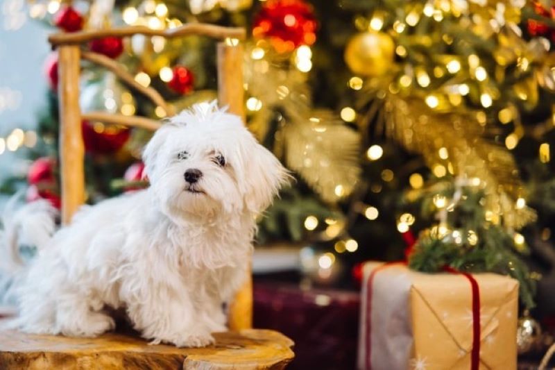 small-white-terrier with christmas tree